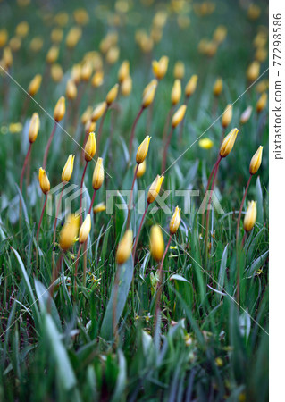 beautiful wild yellow tulips on the meadow beautiful wild yellow tulips on the meadow 77298586