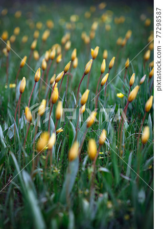 beautiful wild yellow tulips on the meadow 77298587