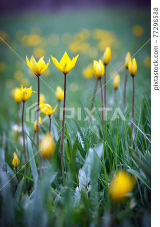 beautiful wild yellow tulips on the meadow beautiful wild yellow tulips on the meadow 77298588
