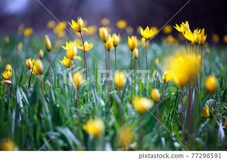 beautiful wild yellow tulips on the meadow 77298591