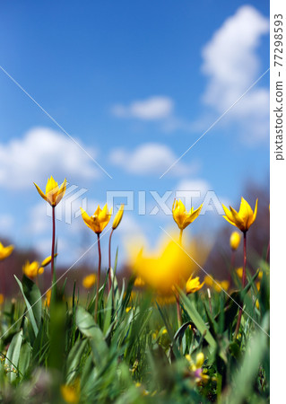 beautiful wild yellow tulips on the meadow beautiful wild yellow tulips on the meadow 77298593