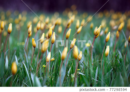 beautiful wild yellow tulips on the meadow 77298594