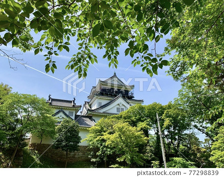 五月的岡崎城天守閣被新綠色和晴朗的藍天染上色彩（愛知縣岡崎市） 77298839