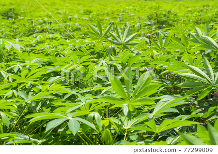Cassava plantation farm with blue sky in a farm Cassava plantation farm with blue sky in a farm 77299009