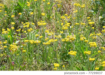 Hakko Kusa（母嬰） 77299037