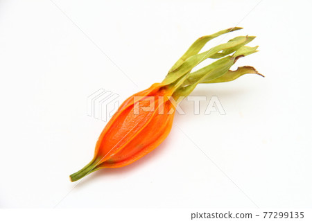 Gardenia 01 77299135