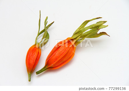 Gardenia 02 77299136