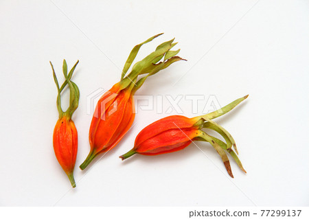 Gardenia 03 77299137