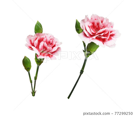 Set of red and white carnation flowers with green buds and leaves isolated Set of red and white carnation flowers with green buds and leaves isolated 77299250