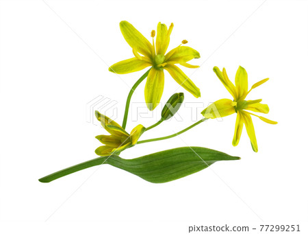 Closeup of yellow Gagea lutea flowers, bud and leaves isolated 77299251