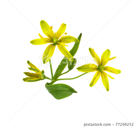 Closeup of yellow Gagea lutea flowers, bud and leaves isolated 77299252