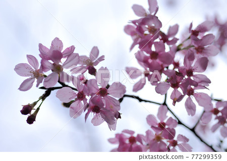 Sakura tree blooming pink flowers close-up 77299359