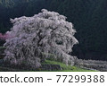 Nara's famous giant weeping cherry tree, Matabei cherry tree 77299388