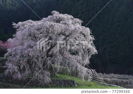 Nara's famous giant weeping cherry tree, Matabei cherry tree Nara's famous giant weeping cherry tree, Matabei cherry tree 77299388