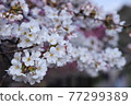 Beautiful cherry blossom petals blooming on the path of philosophy in Kyoto 77299389