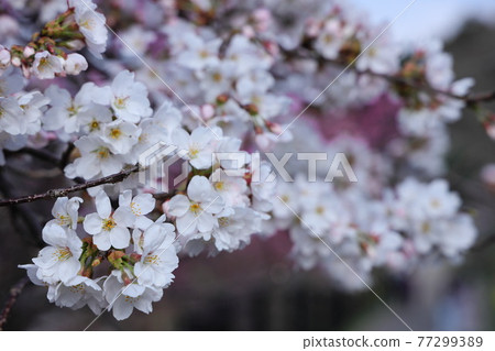 美麗的櫻花花瓣綻放在京都哲學的道路上 美麗的櫻花花瓣綻放在京都哲學的道路上 77299389