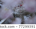 Beautiful cherry blossoms at Hase-dera Temple in Nara 77299391
