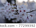 Beautiful cherry blossom petals blooming on the path of philosophy in Kyoto 77299392