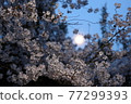 Enjoy the full moon and cherry blossoms at night on the Kyoto Philosophy Road 77299393
