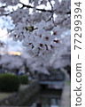 Beautiful cherry blossom petals blooming on the path of philosophy in Kyoto 77299394