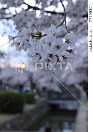 Beautiful cherry blossom petals blooming on the path of philosophy in Kyoto 77299394