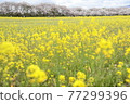 Rape blossoms and cherry blossom trees blooming at the Fujiwara Palace Ruins 77299396