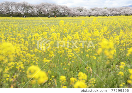 藤原宮遺址盛開的油菜花和櫻花樹 藤原宮遺址盛開的油菜花和櫻花樹 77299396