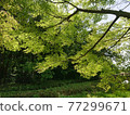 秋葉在新鮮的綠色公園 77299671