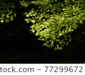 秋葉在新鮮的綠色公園 77299672