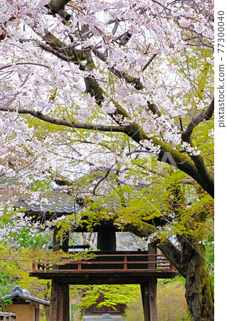 小江戶川越的春天，中院的櫻花盛開 77300040