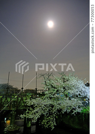 小江戶川越的春天，在月色朦朧的夜晚，新石川沿岸櫻花盛開 77300053