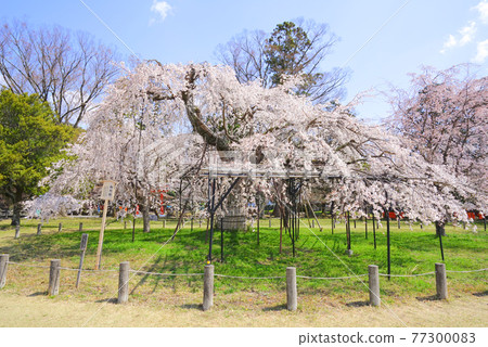 日本京都府京都市北區上賀茂神社皇居櫻花 77300083