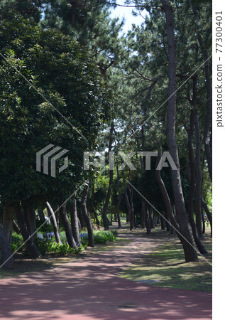 Snapshot: Sodegaura Higashi Neighborhood Park Narashino City Summer Walking Snapshot: Sodegaura Higashi Neighborhood Park Narashino City Summer Walking 77300401