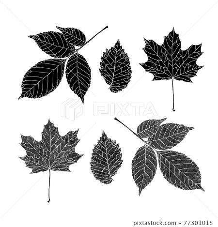 Set of silhouettes of leaves of various trees. Ash, maple, elm leaves in a veined line graphic on white background. Vector illustration. Decorative elements for card, invitation, banner, poster, print 77301018