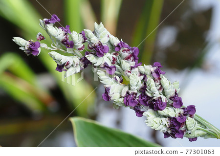 Mizukanna之花 77301063