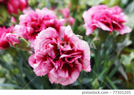 pink carnation pink carnation 77301205