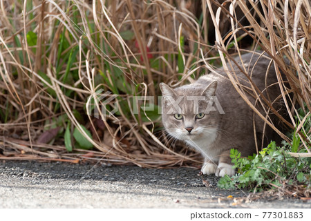 流浪貓從灌木叢中出來 77301883