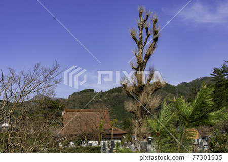 若鳥縣八族郡若狹町若狹町大型銀杏 77301935