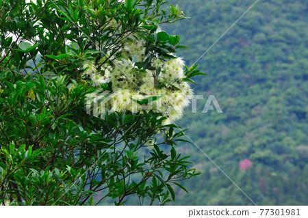 綠色森林的樹木盛開黃色花朵 綠色森林的樹木盛開黃色花朵 77301981