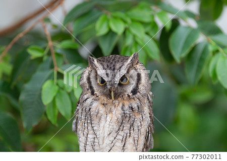 Owl 77302011