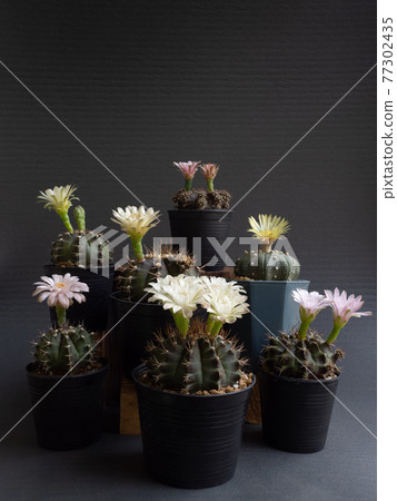 Cactus flower assorted various colours gymnocalycium and Astrophytum cactus flower Cactus flower assorted various colours gymnocalycium and Astrophytum cactus flower 77302435
