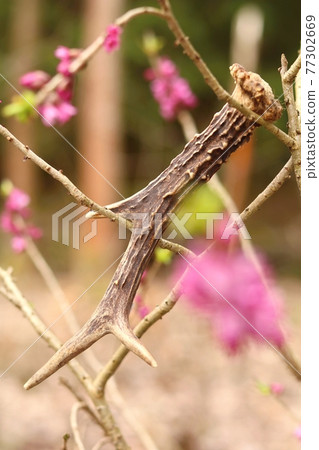 Antler from roe deer on daphne mezereum in blossom 77302669