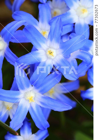 Spring blue flower Scilla luciliae blooming Spring blue flower Scilla luciliae blooming 77302673