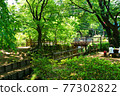Fresh green Tamagawa water supply near Takanodai 77302822