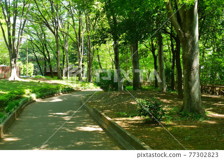 Fresh green Tamagawa water supply near Takanodai 77302823
