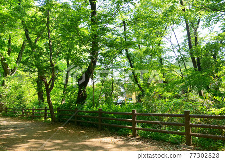 Fresh green Tamagawa water supply near Takanodai 77302828
