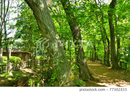 Fresh green Tamagawa water supply near Takanodai 77302833