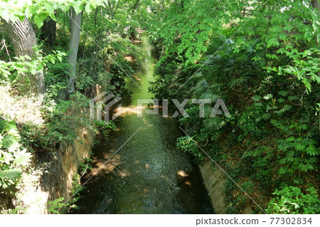 Fresh green Tamagawa water supply near Takanodai 77302834