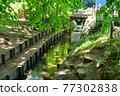 Fresh green Tamagawa water supply near Takanodai 77302838