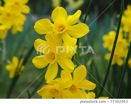 Narcissus 77302953